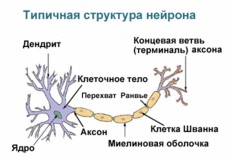 Neuron_rus.jpg